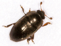 Meligethes matronalis